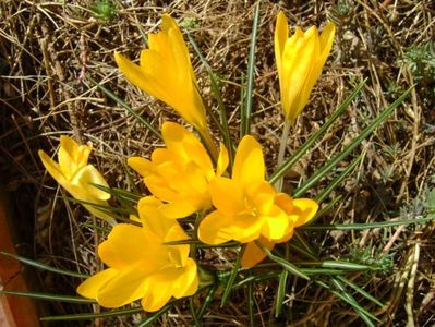 Crocusi