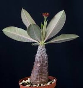 Euphorbia pachypodioides