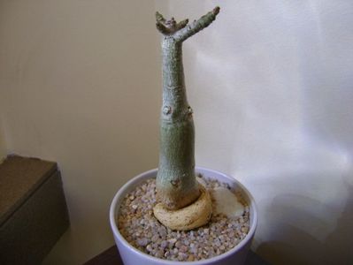 Adenium somalense; replantat la inceput de martie 2019
