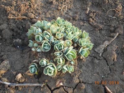 sedum