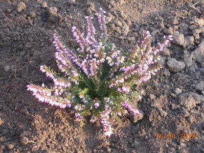 Erica Carnea