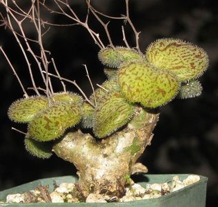 Tylecodon nolteei