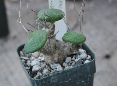 Tylecodon nolteei