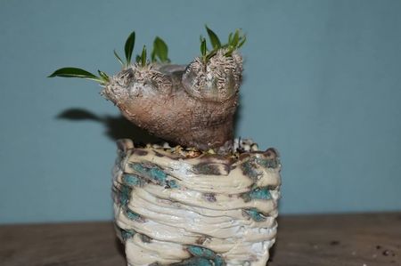 Pete Maloney:  Pachypodium brevicaule