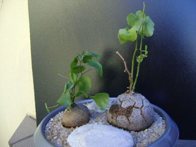 Dioscorea elephantipes; replantate pe 17 mart. 2019
