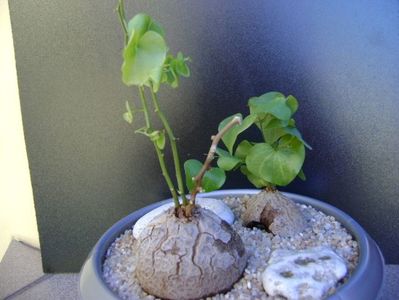 Dioscorea elephantipes; replantate pe 17 mart. 2019
