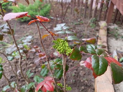 Mahonia