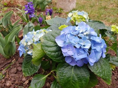 Hortensia macrofila blue