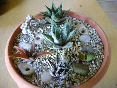 Grup de 6 suculente; Gasteria glomerata 
Haworthia limifolia
Haworthia limifolia v. striata
Haworthia fasciata
Haworthia angustifolia 
Graptopetalum amethystinum
