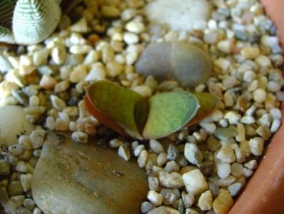 Gasteria glomerata