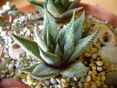 Haworthia limifolia v. striata