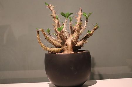 Pachypodium saundersii