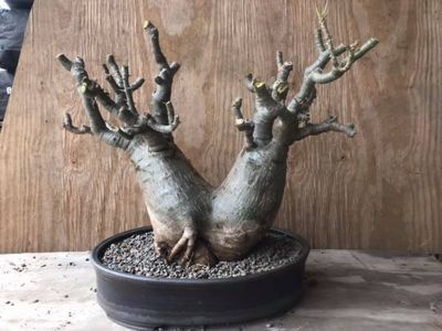 Pachypodium saundersii