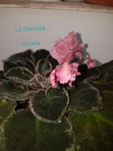 LE Odaliska