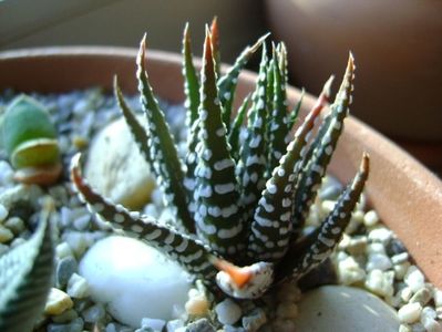 Haworthia fasciata