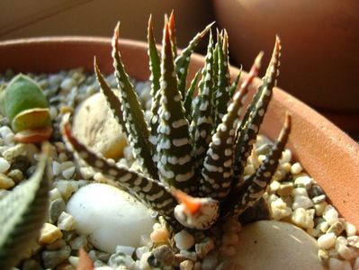 Haworthia fasciata