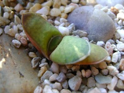 Gasteria glomerata