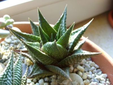 Haworthia limifolia