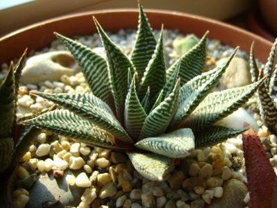 Haworthia limifolia v. striata