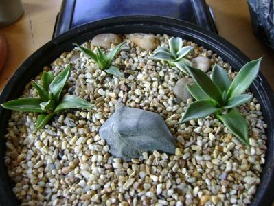 Grup de 4 agave; Agave applanata cv. Cream Spike
Agave victoria reginae
Agave utahensis
Agave parryi f. minima
