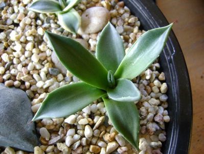 Agave parryi f. minima