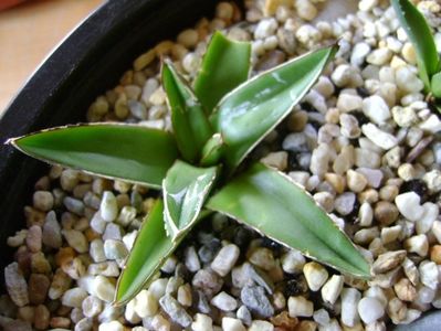 Agave victoria reginae