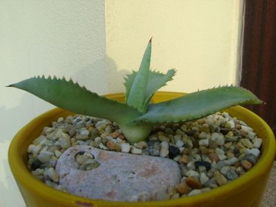 Agave gypsophila