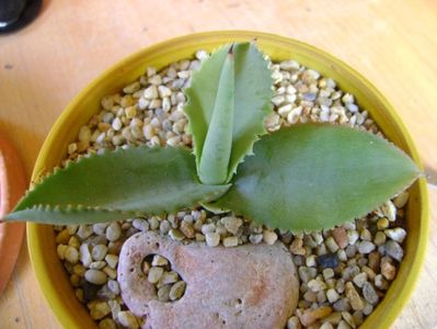 Agave gypsophila