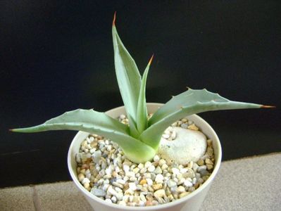 Agave sp. din seminte