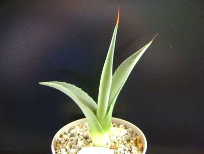 Agave sp. din seminte