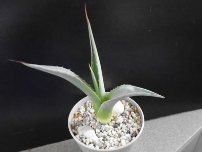 Agave sp. din seminte