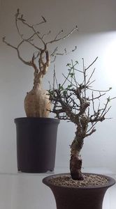 Adenuim somalense & Commiphora incisa