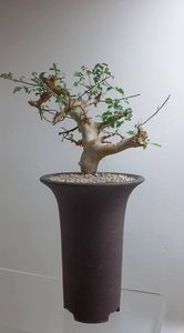 Commiphora kataf v turkanensis