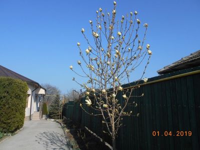 magnolia Yelow river care s-a decolorat