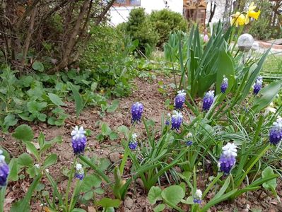 Muscari Mount Hood