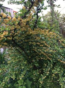 Berberis