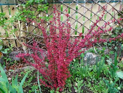 Berberis Orange Rocket