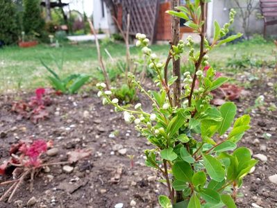 Exochorda Macantra The Bride