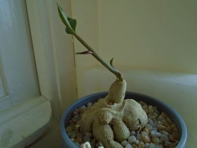 Monadenium rubellum