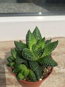 Nr 6-haworthia 15 lei