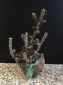 Mark Follon: Euphorbia aeruginosa