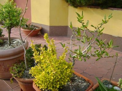 Magnolia stellata & Berberis auriu