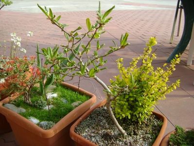 Magnolia stellata & Berberis auriu