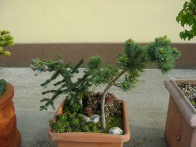 Abies pinsapo & Pinus ”Shizukagoten”