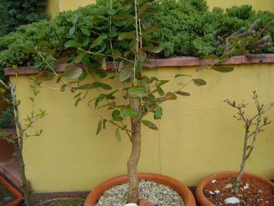 Feijoa (Acca sellowiana)