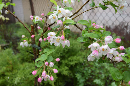 Malus red santinel