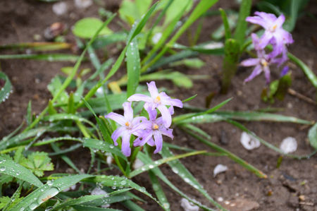 Chinodoxa lucilae