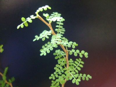 Sophora prostrata Little Baby