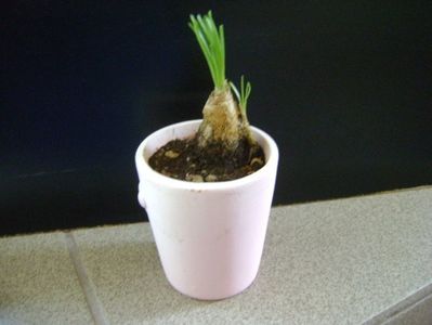 Albuca Augrabies Hills (Polyphylla)