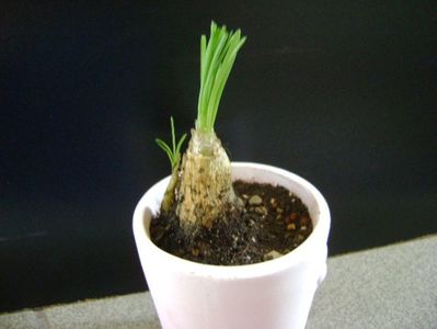 Albuca Augrabies Hills (Polyphylla)